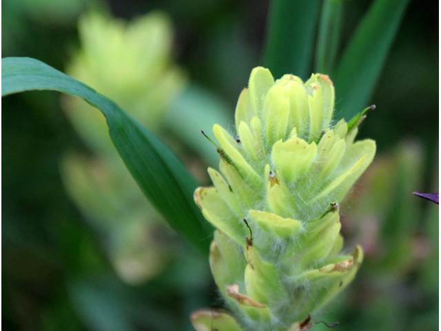 Castilleja caudata (Port clarence indian paintbrush) #47447