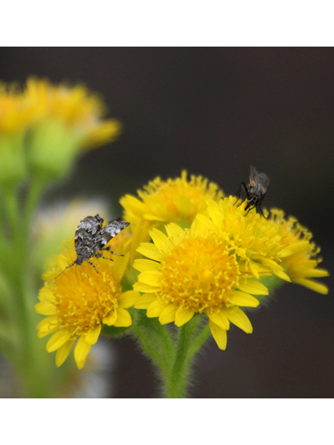 Solidago simplex var. nana (Dwarf goldenrod) #47456