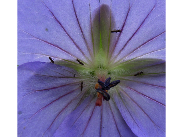 Geranium erianthum (Woolly geranium) #47460