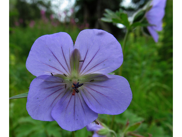 Geranium erianthum (Woolly geranium) #47461