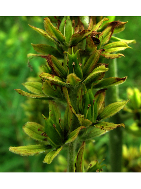 Veratrum viride (Green false hellebore) #47463