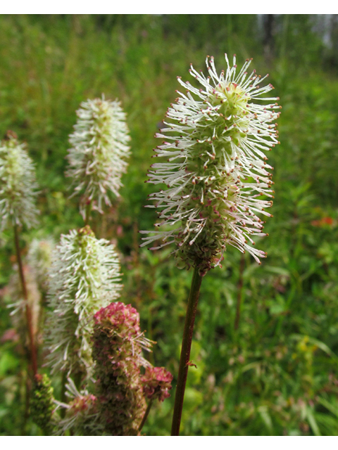 Sanguisorba canadensis (Canadian burnet) #47471