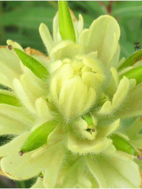 Castilleja caudata (Port clarence indian paintbrush) #47472