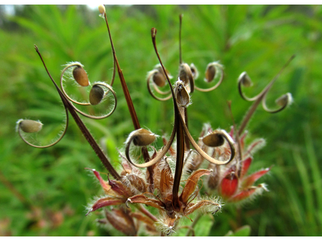 Geranium erianthum (Woolly geranium) #47473