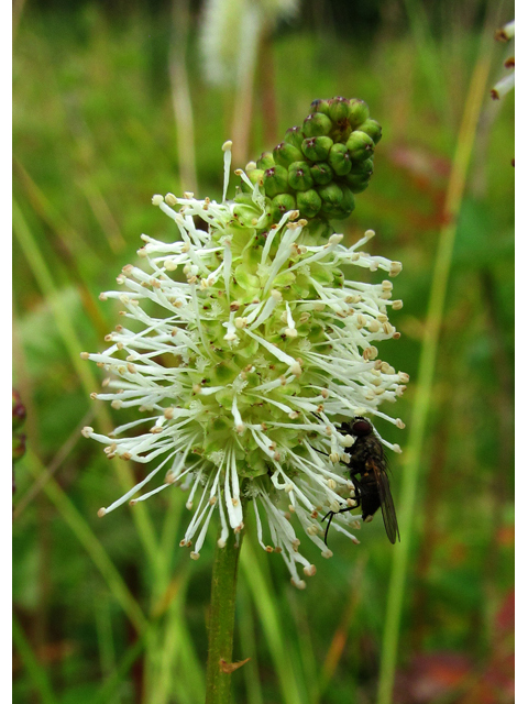 Sanguisorba canadensis (Canadian burnet) #47475