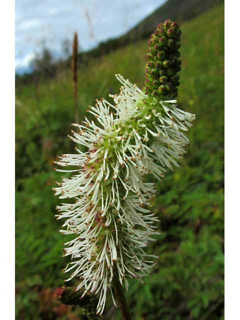 Sanguisorba canadensis (Canadian burnet) #47478