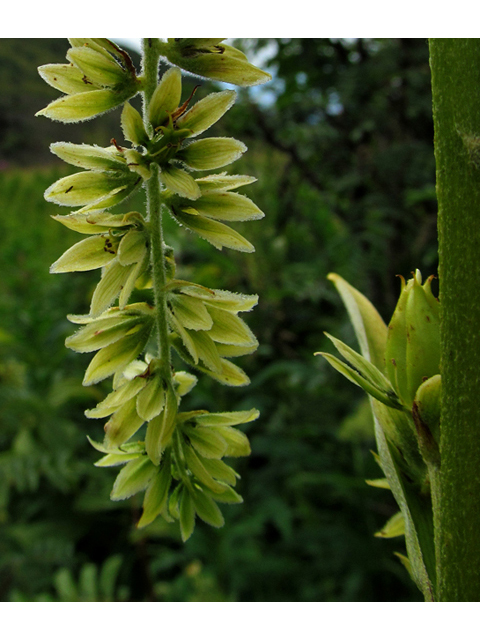 Veratrum viride (Green false hellebore) #47479