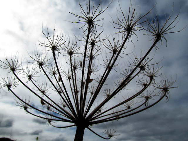 Heracleum maximum (Common cowparsnip) #47481