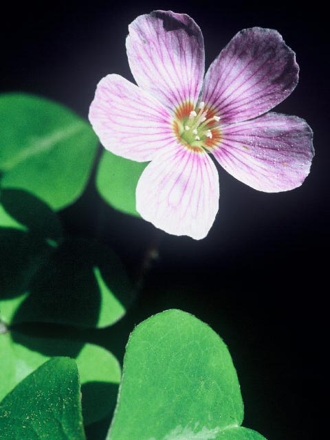 Oxalis oregana (Redwood-sorrel) #19899