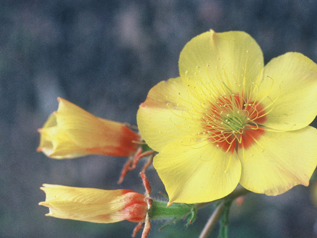 Mentzelia lindleyi (Lindley's blazingstar) #19911