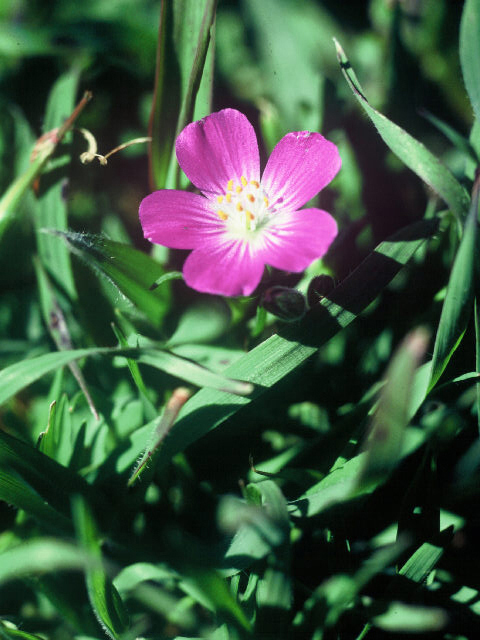 Calandrinia ciliata (Fringed redmaids) #19913