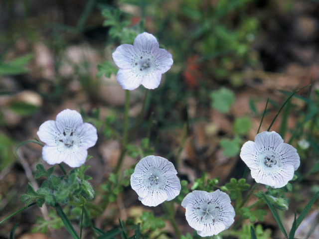 Nemophila menziesii var. atomaria (Baby blue eyes) #19918