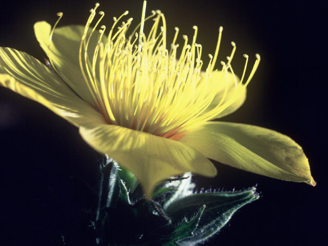 Mentzelia lindleyi (Lindley's blazingstar) #19920