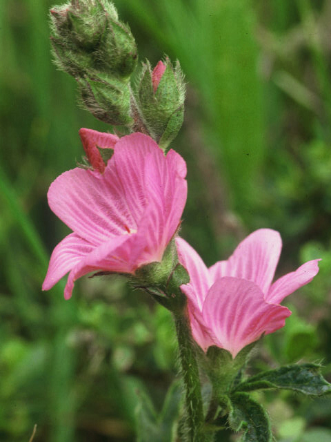 Sidalcea malviflora (Dwarf checkerbloom) #19929