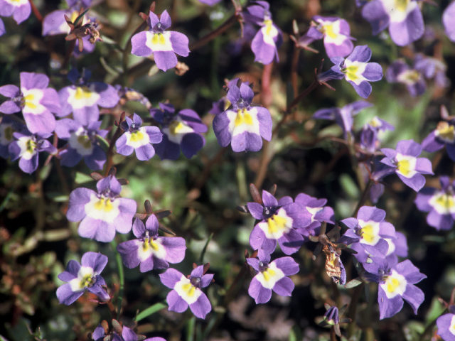 Downingia cuspidata (Toothed calicoflower) #19934