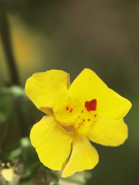 Mimulus laciniatus (Cutleaf monkeyflower) #19936