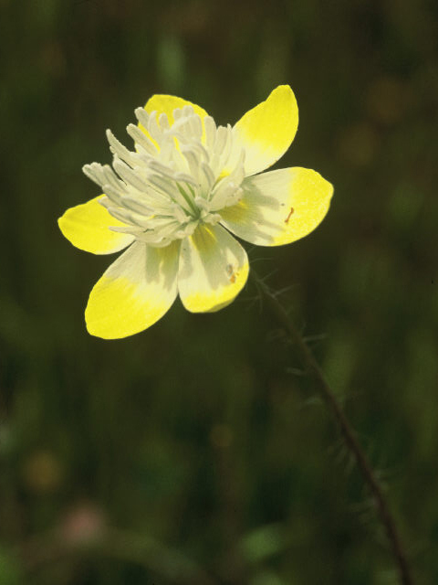 Platystemon californicus (Creamcups) #19937