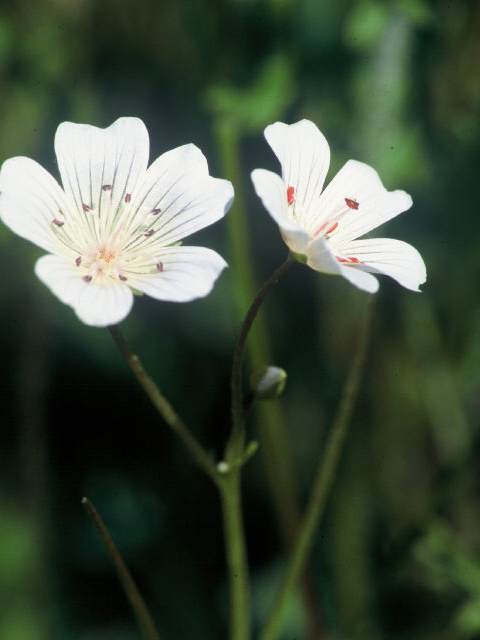 Limnanthes douglasii (Douglas' meadowfoam) #19938