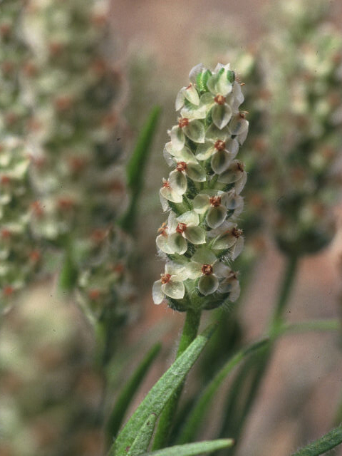 Plantago erecta (Dotseed plantain) #19940