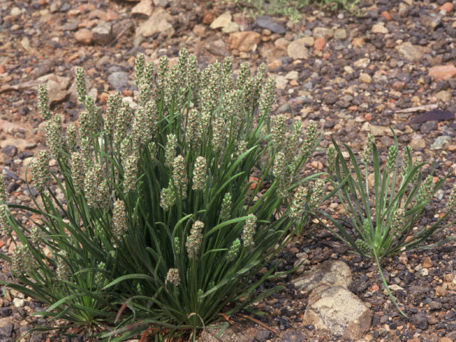 Plantago erecta (Dotseed plantain) #19942