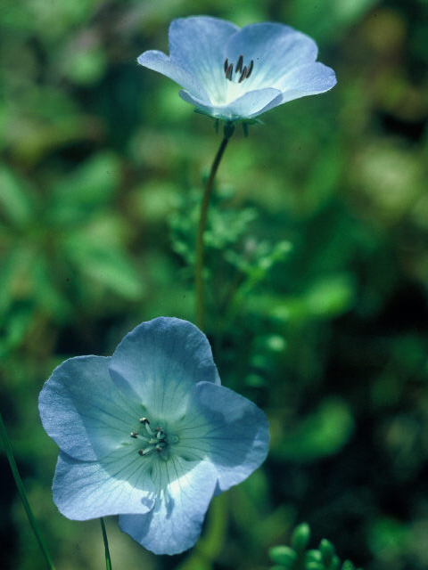 Nemophila menziesii (Baby blue eyes) #19944