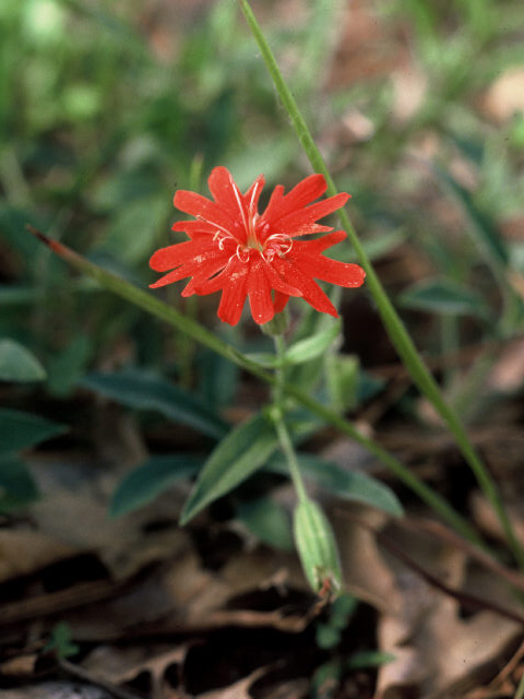 Silene californica (Indian pink) #19946