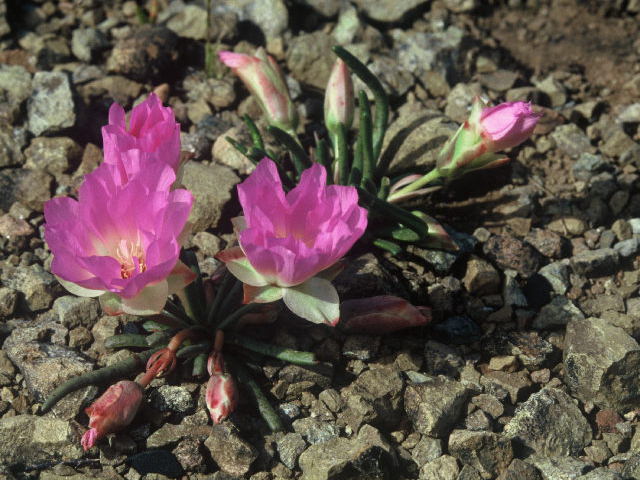 Lewisia rediviva (Bitter root) #19947