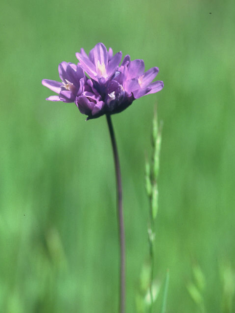 Dichelostemma capitatum (Bluedicks) #19948