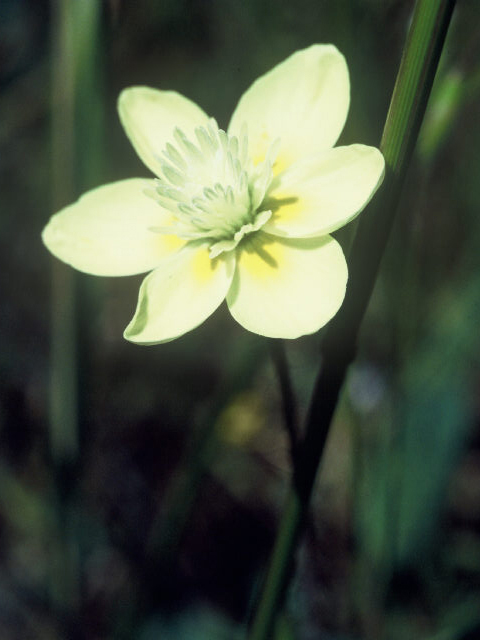 Platystemon californicus (Creamcups) #19951