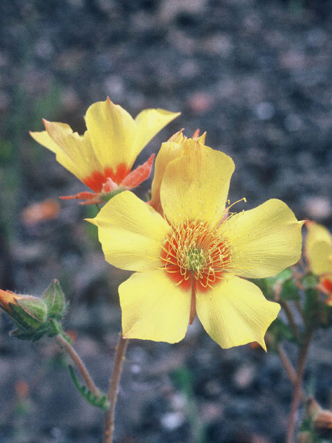 Mentzelia lindleyi (Lindley's blazingstar) #19952