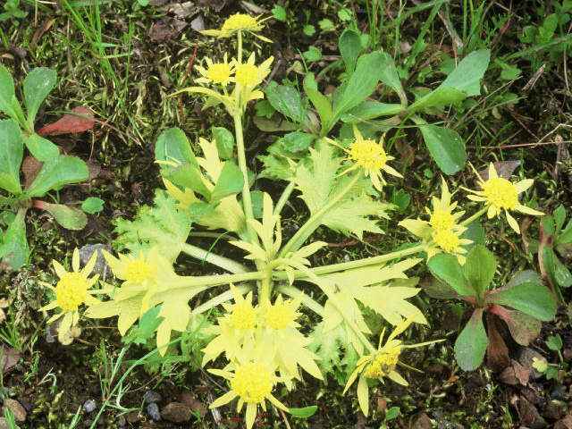 Sanicula arctopoides (Footsteps of spring) #19964