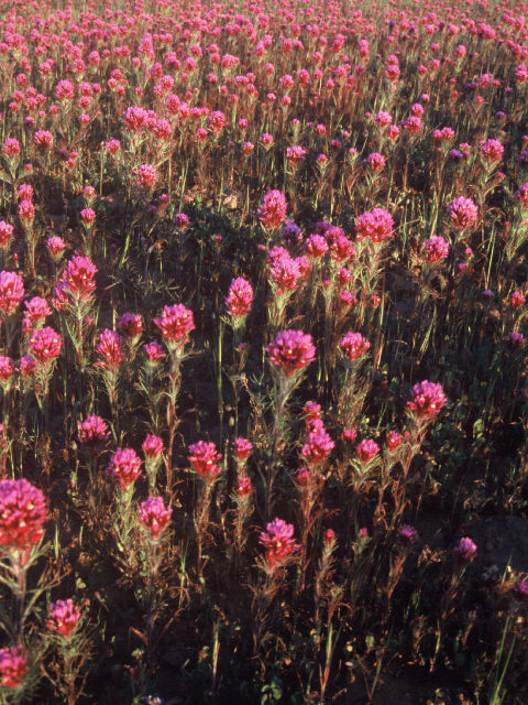 Castilleja exserta ssp. exserta (Purple owl's clover) #19965