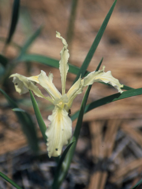 Iris hartwegii (Rainbow iris) #19968