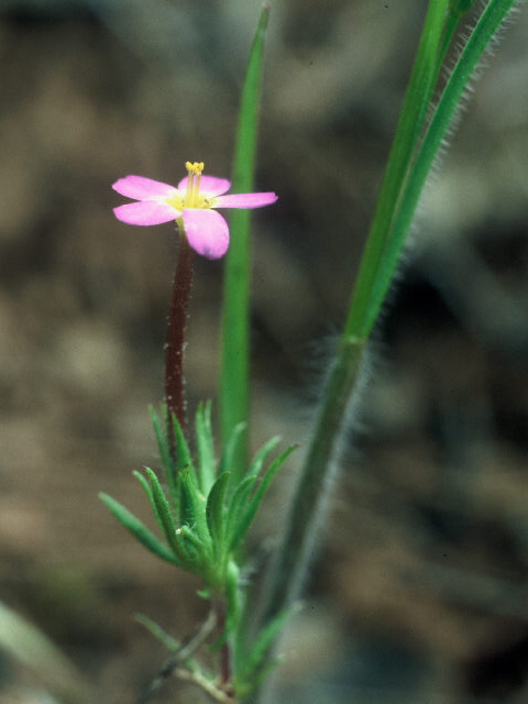 Leptosiphon rosaceus (Rose linanthus) #19973