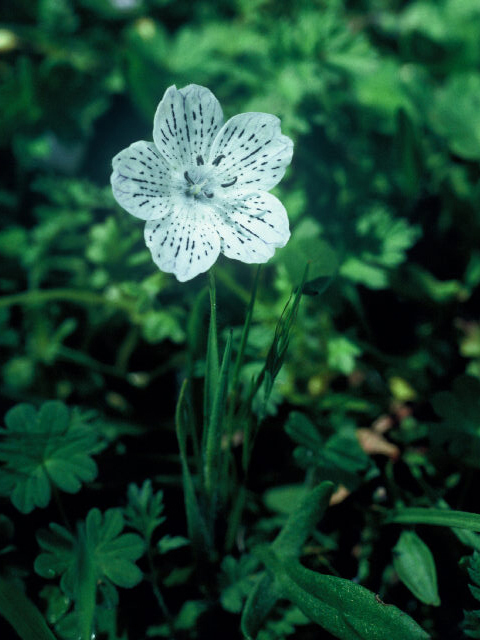 Nemophila menziesii var. atomaria (Baby blue eyes) #19976