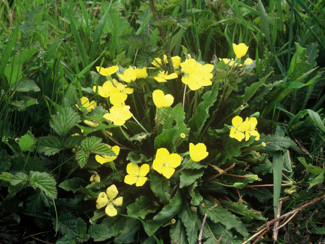 Camissonia ovata (Goldeneggs) #19978