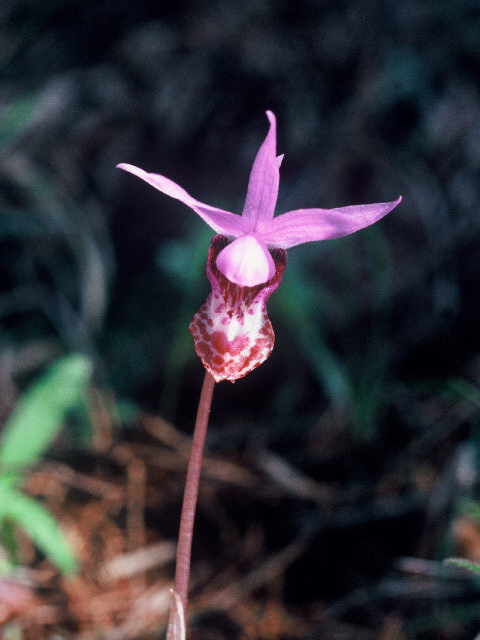 Calypso bulbosa var. occidentalis (Western fairy-slipper) #19981