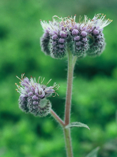 Phacelia californica (California phacelia) #19984