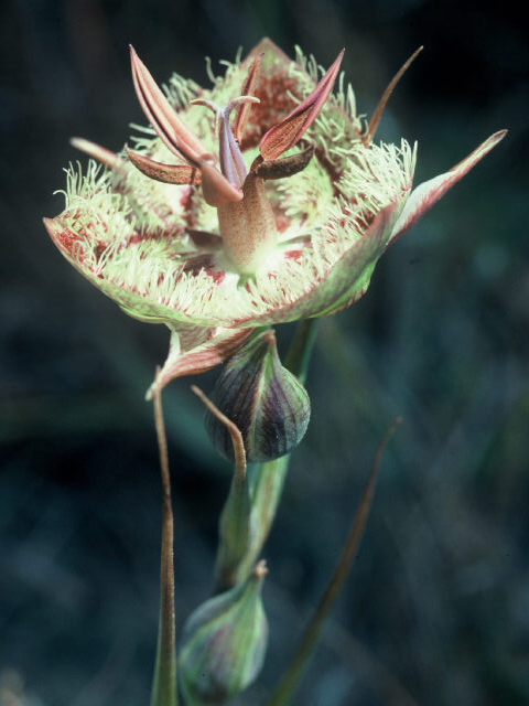 Calochortus tiburonensis (Tiburon mariposa lily) #19986