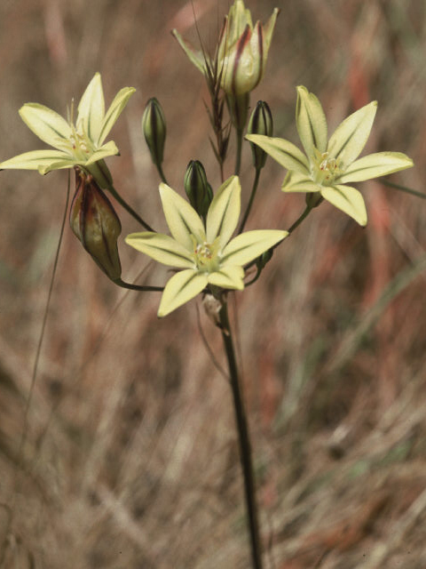 Triteleia ixioides (Prettyface) #19990