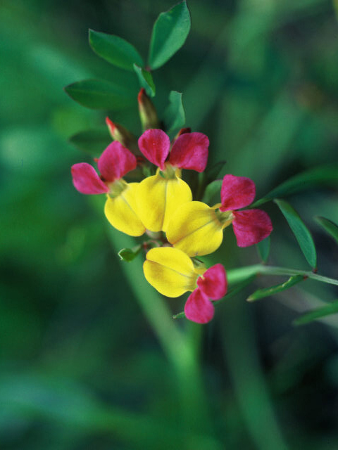 Lotus formosissimus (Seaside bird's-foot trefoil) #19991