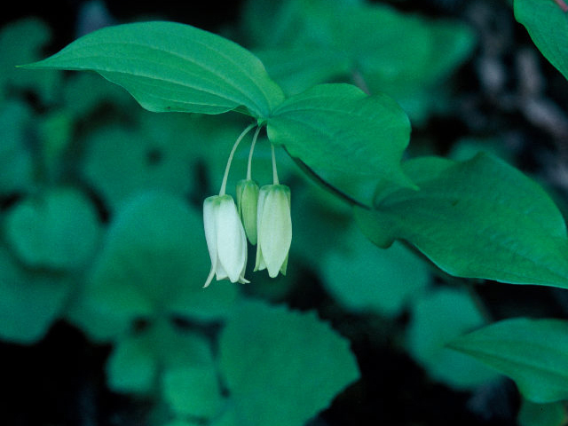 Prosartes smithii (Largeflower fairybells) #19992