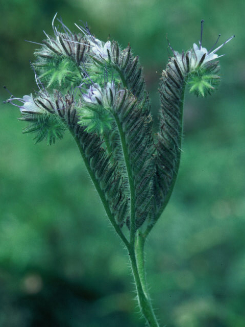 Phacelia imbricata (Imbricate phacelia) #19993