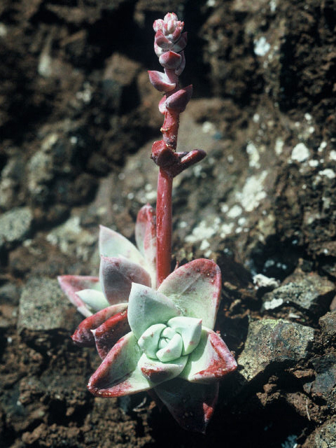 Dudleya farinosa (Powdery liveforever) #19996