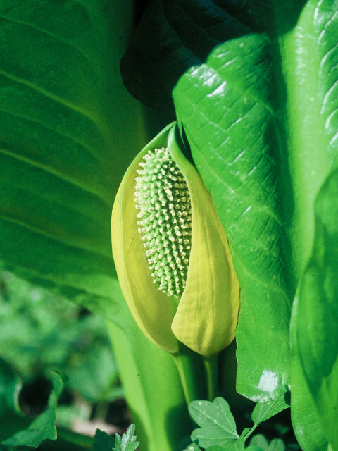 Lysichiton americanus (American skunkcabbage) #20003