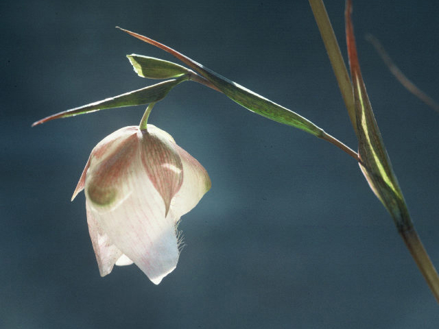 Calochortus albus (White fairy-lantern) #20005