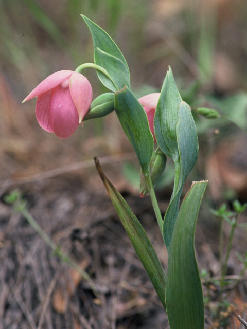 Calochortus amoenus (Purple fairy-lantern) #20006