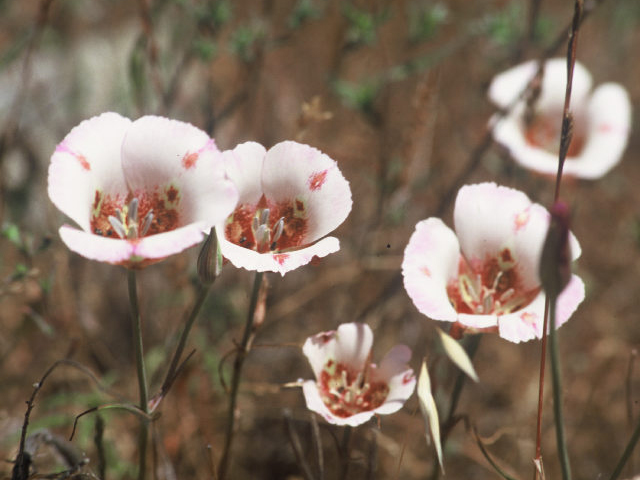 Calochortus venustus (Butterfly mariposa lily) #20010