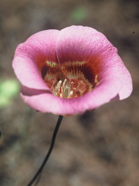 Calochortus venustus (Butterfly mariposa lily) #20011