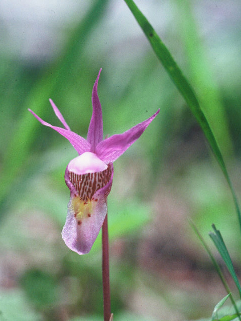 Calypso bulbosa var. americana (Fairy slipper) #20024